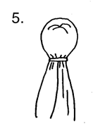 5.gif (4299 bytes)